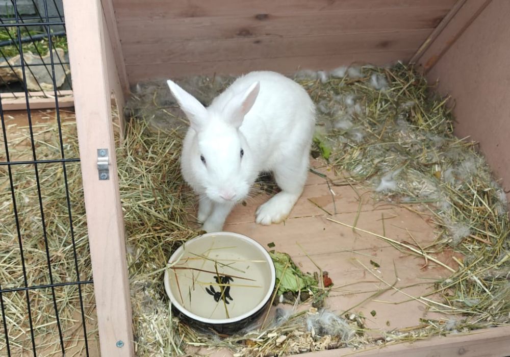 Lapin domestique illustrant la dimension animale de l'approche systémique One Health