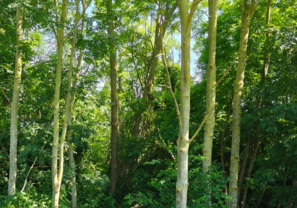 Environnement boisé naturel illustrant l'approche Eco Health de SSD Belgium en Wallonie